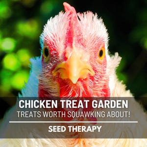 Chicken Treats Seed Collection – 10 Amazing Heirloom Seeds, Open Pollinated & Forage Blend, Grow Chicken Food