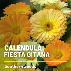Calendula, Fiesta Gitana - 100 Seeds - Heirloom Culinary & Medicinal Herb - Non-GMO (Calendula officinalis)