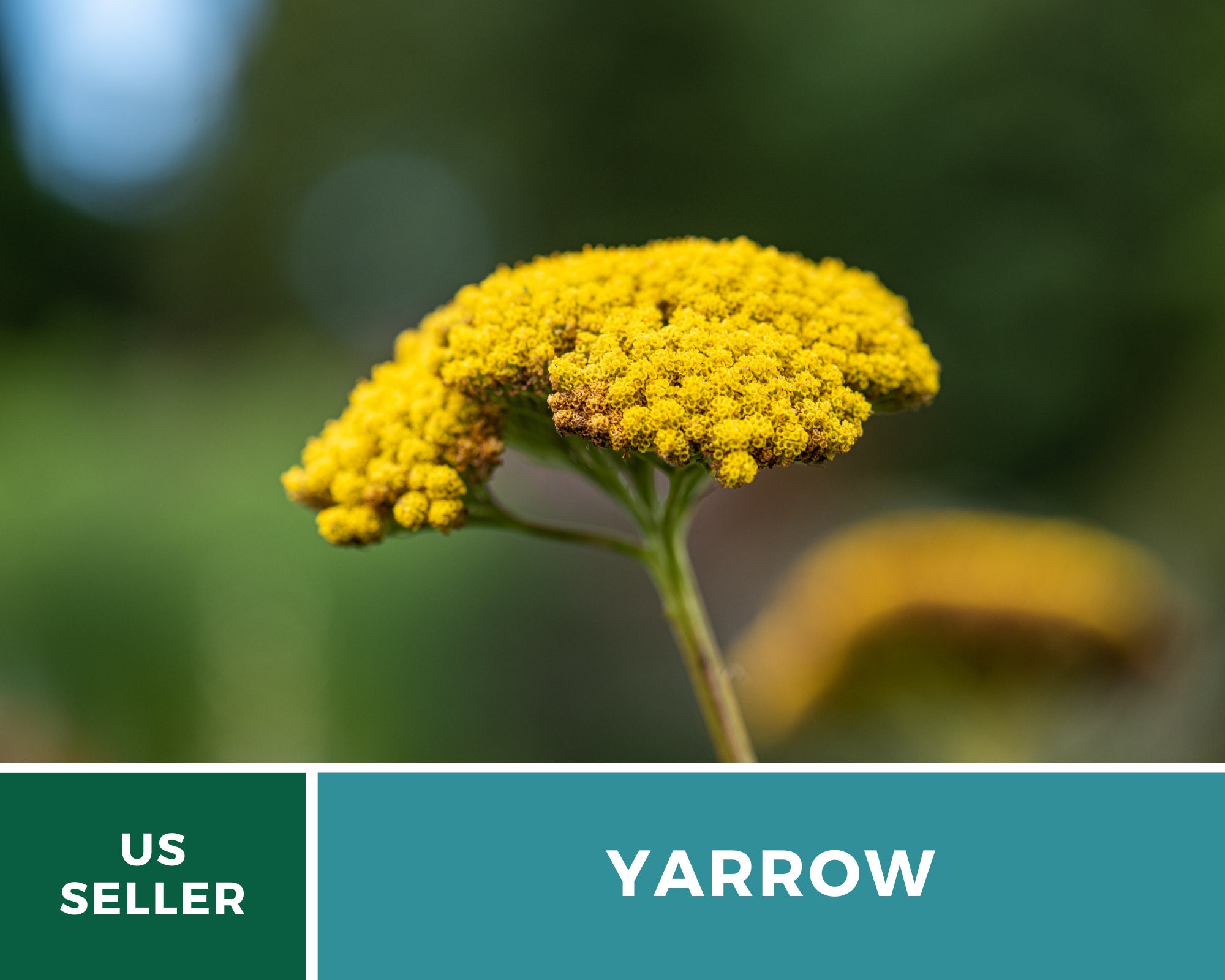 Yarrow, Golden Parker - Heirloom Seeds -  Medicinal Herb - Pollinator…