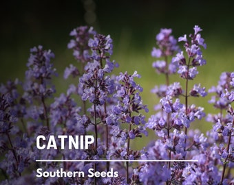 Catnip - 250 Seeds - Heirloom Culinary & Medicinal Herb - Cat's Favorite - Non-GMO (Nepeta cataria)