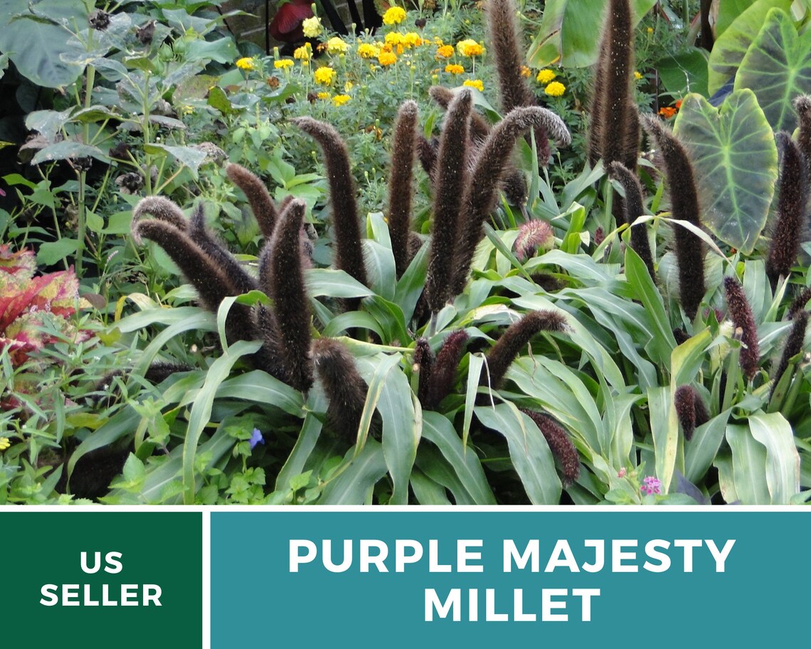Millet Purple Majesty 10 Seeds Stunning Ornamental Non Etsy