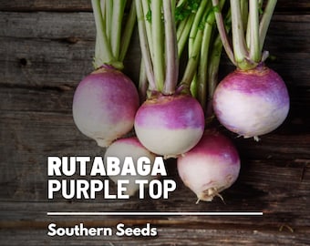 Rutabaga, American Purple Top - 200 Seeds - Heirloom Vegetable, Open Pollinated, Non-GMO, Garden Gift (Brassica napus)