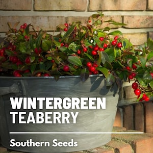 Wintergreen (Teaberry) - 20 Seeds - Heirloom Herb, Evergreen groundcover, Refreshing minty flavor (Gaultheria procumbens)