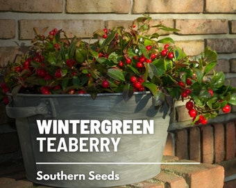 Wintergreen (Teaberry) - 20 Seeds - Heirloom Herb, Evergreen groundcover, Refreshing minty flavor (Gaultheria procumbens)