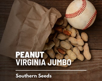 Peanuts, Virginia Jumbo - 10 Semillas - Ballpark Peanuts - Legumbres Heirloom - Polinización abierta - Sin OGM (Arachis hipogaea)