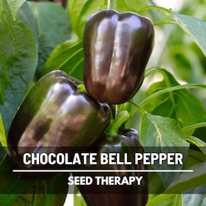 Chocolate Beauty Pepper Seeds – Heirloom Sweet Bell, Chocolate Brown Pepper for Stuffing, Non-GMO | 30 Seeds