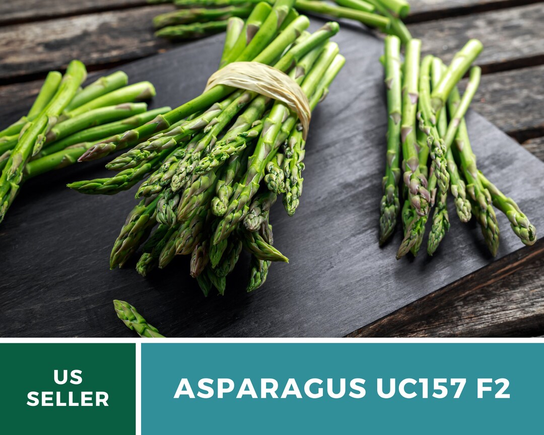 Asparagus UC157 F2 50 Seeds Heirloom Vegetable Open Etsy