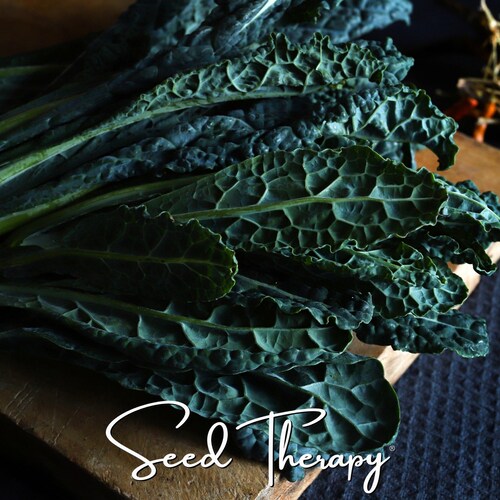 Black Magic Kale Seeds, Dark Lacinato Dinosaur Kale, Cold Hardy, Heirloom, Non GMO, 250 Seeds
