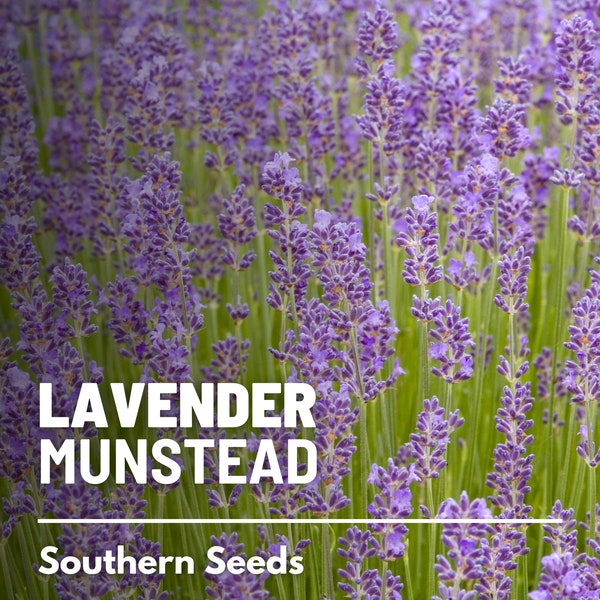 Lavender, Munstead - 50 Seeds - Heirloom Flower - Culinary & Medicinal Herb (Lavandula angustifolia)