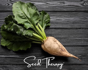 Sugar Beet Seeds – Heirloom, Grow Your Own Sugar, Unique Heirloom Project, Great for Homesteaders | 50 Seeds