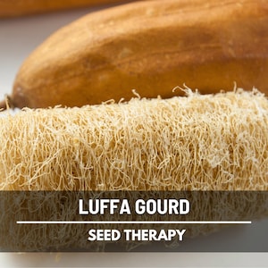 Luffa Gourd Seeds – Heirloom Vegetable, Versatile & Natural Sponge, Easy to Grow, Unique Garden Favorite | 20 Seeds