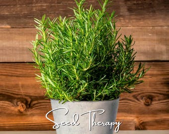 May include: A vibrant green rosemary plant with needle-like leaves growing in a smooth, light gray cylindrical pot. The white cursive text Seed Therapy is printed across the front of the pot, which is positioned against a dark wood background.