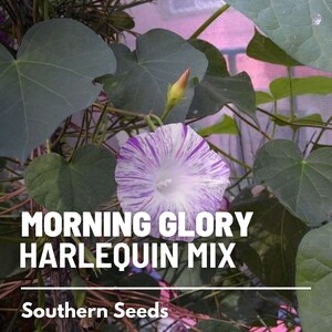 May include: A purple and white morning glory flower with striped petals. The flower is growing on a vine with green leaves. The text "MORNING GLORY HARLEQUIN MIX" and "Southern Seeds" is visible below the flower.