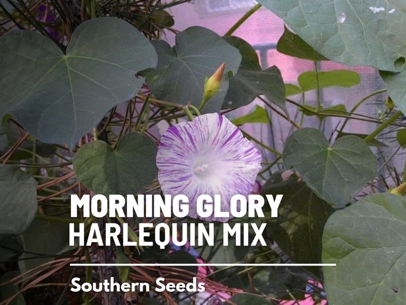 May include: A purple and white morning glory flower with striped petals. The flower is growing on a vine with green leaves. The text "MORNING GLORY HARLEQUIN MIX" and "Southern Seeds" is visible below the flower.