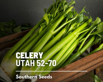 Celery, Utah 52-70 - 300 Seeds - Heirloom - Open Pollinated - Non-GMO (Apium graveolens)