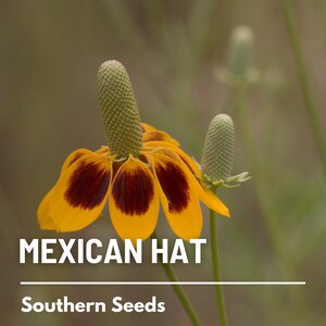May include: A close-up of a yellow and brown Mexican Hat flower with a green bud. The text "MEXICAN HAT" and "Southern Seeds" is visible below the flower.