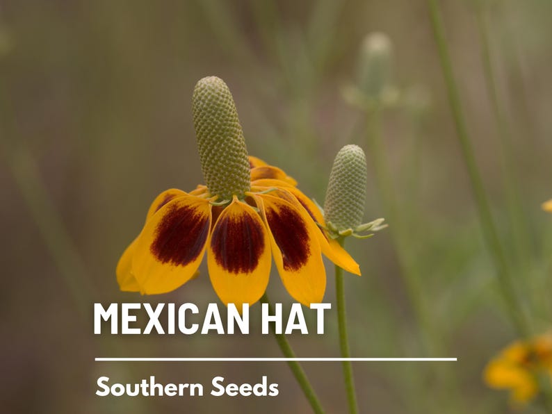 May include: A close-up of a yellow and brown Mexican Hat flower with a green bud. The text "MEXICAN HAT" and "Southern Seeds" is visible below the flower.
