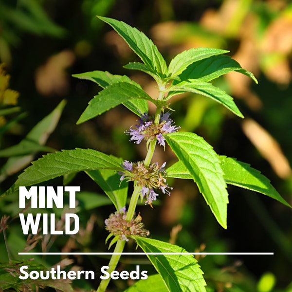 Mint, Wild (Corn Mint) - 100 Seeds - Heirloom Herb - Culinary and Herbal Remedies (Mentha arvensis)