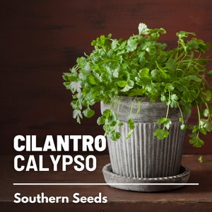 Cilantro, Calypso (Coriander) - 100 Seeds - Heirloom Herb - Slow Bolting (Coriandrum sativum)