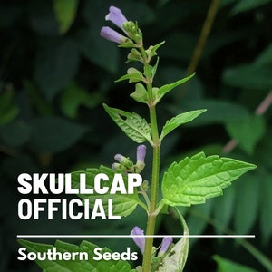 Skullcap, Official (Mad Dog Skullcap) - 50 Seeds - Heirloom Herb, Medicinal Plant, Perennial, Wildflower, Non-GMO (Scutellaria lateriflora)