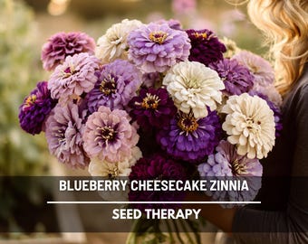 Semillas de zinnia Blueberry Cheesecake – Variedad tradicional, grandes flores dobles en lavanda y púrpura (100 semillas)