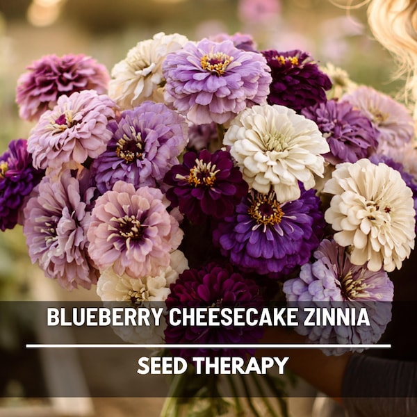 Blueberry Cheesecake Zinnia Seeds – Heirloom, Large Double Blooms in Lavender and Purple (100 Seeds)
