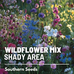 Puede incluir: Un paquete de semillas de flores silvestres para &aacute;reas sombreadas, con una imagen colorida de una variedad de flores silvestres en flor. El paquete est&aacute; etiquetado como "Wildflower Mix Shady Area" y "Southern Seeds".