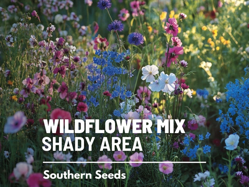 Puede incluir: Un paquete de semillas de flores silvestres para &aacute;reas sombreadas, con una imagen colorida de una variedad de flores silvestres en flor. El paquete est&aacute; etiquetado como "Wildflower Mix Shady Area" y "Southern Seeds".