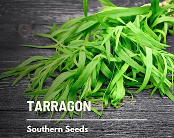 Tarragon - 300 Seeds - Heirloom Herb, Culinary & Medicinal Plant, Non-GMO, Garden Gift (Artemisia dracunculoides)