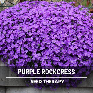 Cascade Purple Rockcress Seeds – Flower, Vibrant Blooms, Spreading Ground Cover, Attracts Pollinators, Easy, Rock Walls | 250 Seeds