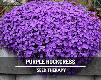 Cascade Purple Rockcress Seeds – Flower, Vibrant Blooms, Spreading Ground Cover, Attracts Pollinators, Easy, Rock Walls | 250 Seeds
