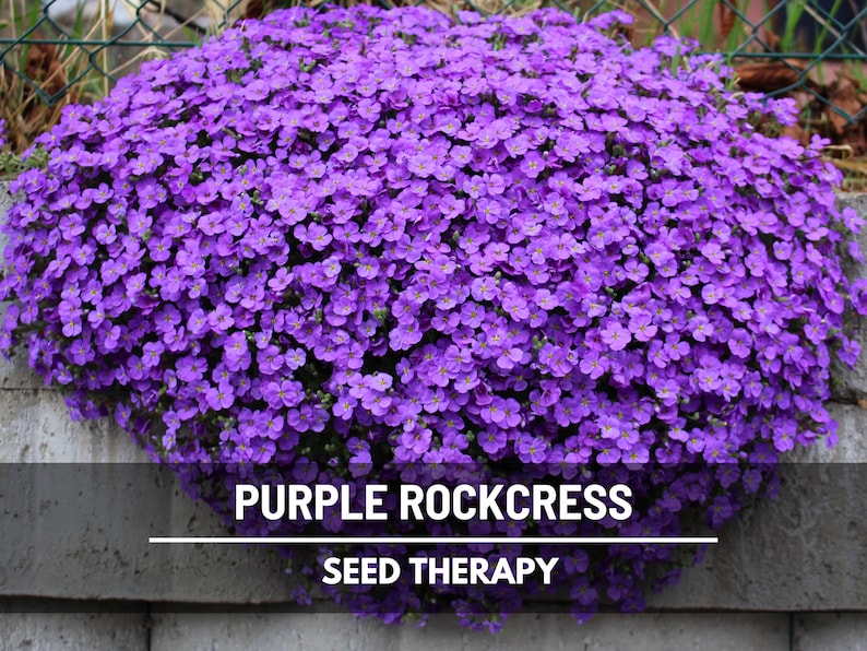 Purple Rockcress Seeds - Heirloom Cascading Groundcover, Vibrant Purple Blooms (250 Seeds) afbeelding 1