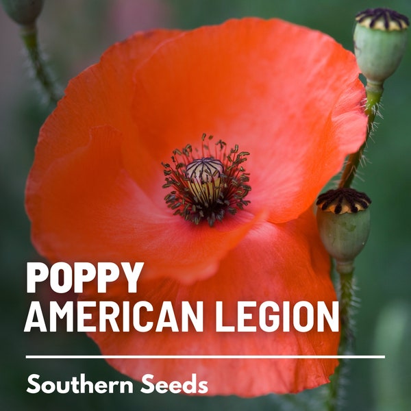 Poppy, American Legion - 100 Seeds - Heirloom Flower, Flanders, Red Corn Poppy, Honors Fallen Soldiers (Papaver rhoeas)