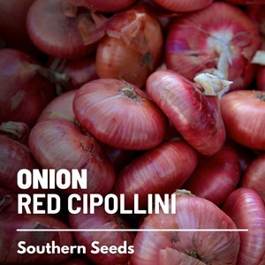 Onion, Cipollini Red - 100 Seeds - Heirloom Vegetable - Open Pollinated - Non-GMO (Allium cepa)