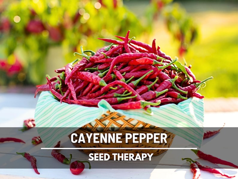 Cayenne Pepper Seeds – Heirloom, Long Slim Variety, Non-GMO (30 Seeds) image 1
