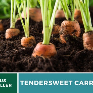 May include: Close-up of freshly harvested orange carrots growing in rich brown soil. The carrots are still attached to their green tops, which are visible above the soil.