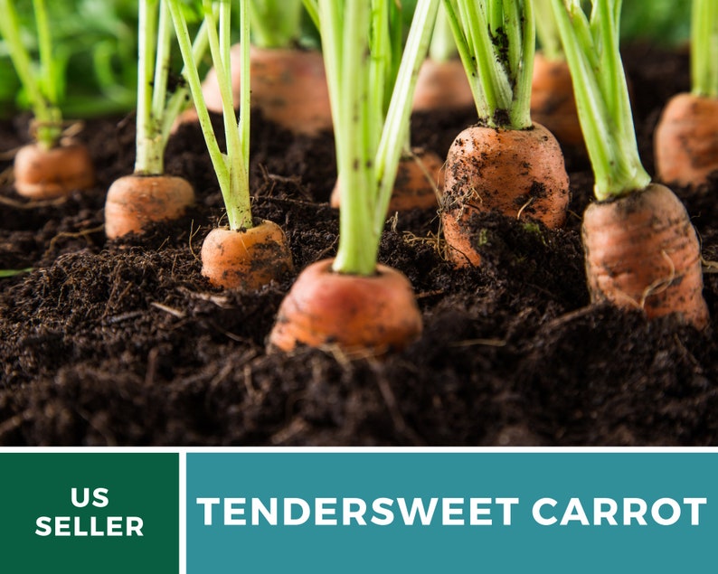 May include: Close-up of freshly harvested orange carrots growing in rich brown soil. The carrots are still attached to their green tops, which are visible above the soil.
