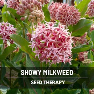 Showy Milkweed Seeds – Heirloom Flower, Attracts Butterflies and Bees, Native Pollinator Plant (Asclepias speciosa) | 50 Seeds