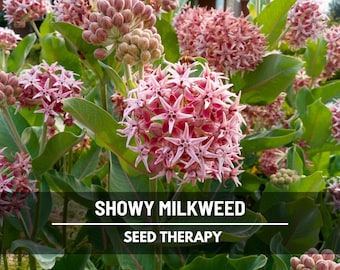 Showy Milkweed Seeds – Heirloom Asclepias, Monarch Butterfly Plant (50 Seeds)
