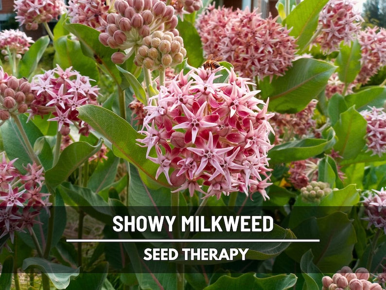 Showy Milkweed Seeds – Heirloom Asclepias, Monarch Butterfly Plant (50 Seeds) image 1