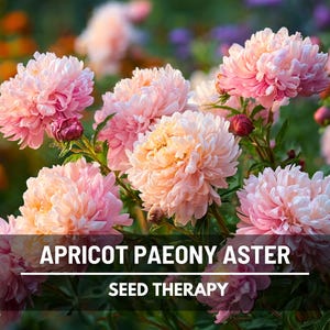 A natural garden patch of Aster Paeony Duchess Apricot flowers in various stages of bloom, with soft pastel petals highlighted by warm evening sunlight.
