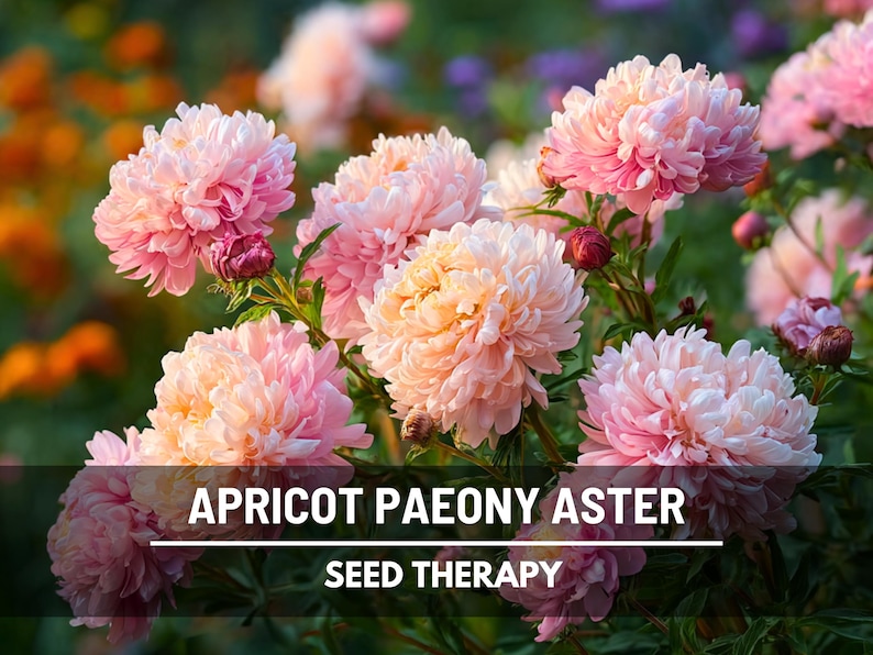 A natural garden patch of Aster Paeony Duchess Apricot flowers in various stages of bloom, with soft pastel petals highlighted by warm evening sunlight.