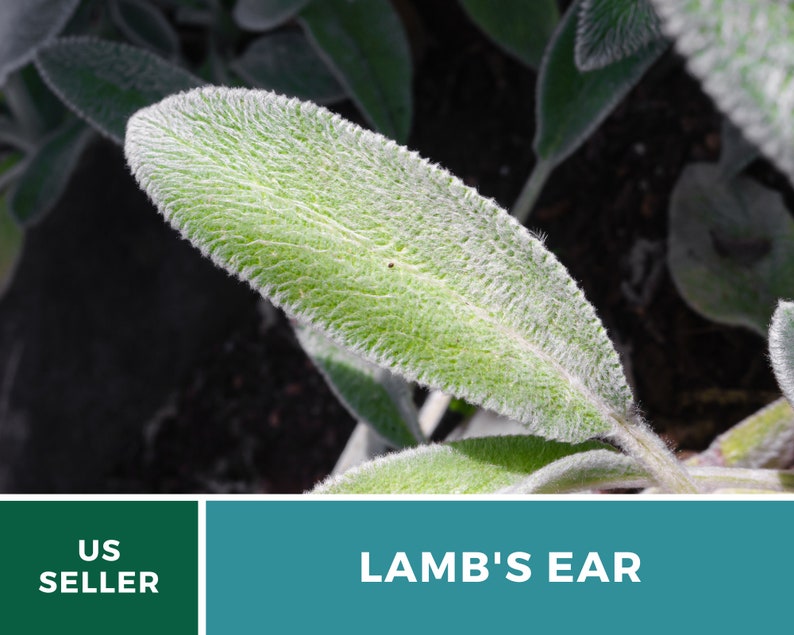 Lamb's Ear 50 Seeds Medicinal Herb GMO Free stachys Etsy