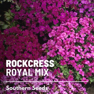Rockcress, Royal Mix - 100 Seeds - Spreading and Ground Cover - Attracts Pollinators (Aubrieta deltoidea)