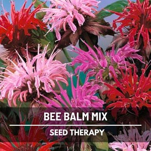 Monarda Bee Balm Seed Mix – Heirloom, Attracts Hummingbirds, Bees & Butterflies, Medicinal and Culinary Use | 20 Seeds