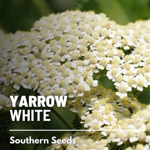 Yarrow, White (Common) - 100 Seed - Heirloom Flower, Medicinal Herb, Pollinator Friendly, Non-GMO (Achillea millefolium)