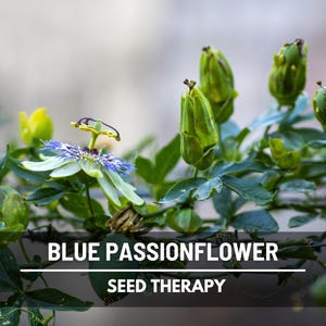 Blue Passionflower Seeds (Passiflora caerulea) – Heirloom, Exotic Climber, Bluecrown (20 Seeds) image 3