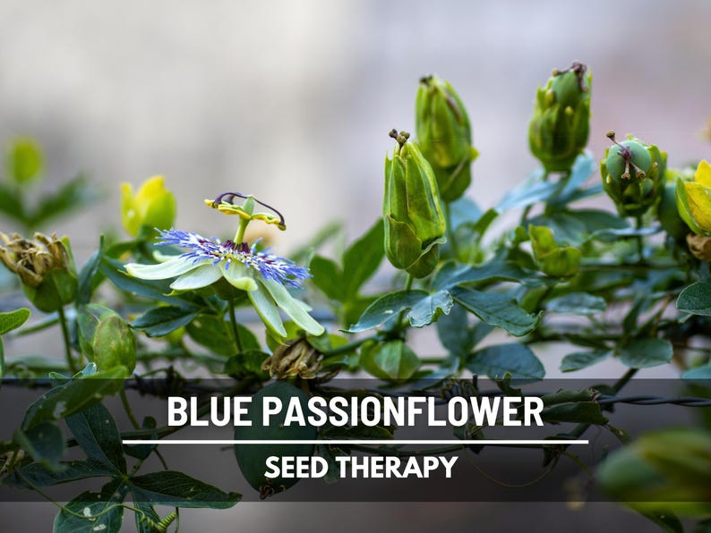 Blue Passionflower Seeds (Passiflora caerulea) – Heirloom, Exotic Climber, Bluecrown (20 Seeds) image 3