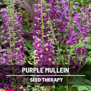Purple Mullein Seeds – Heirloom Herb, Verbascum Phoeniceum, Violetta, Ornamental Flowers for Cottage Garden | 50 Seeds