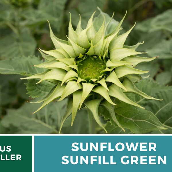 Unusual Flower Seeds Etsy